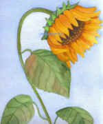 SunflowerA.jpg (47324 bytes)